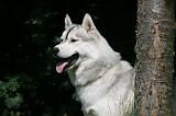 SIBERIAN HUSKY 984